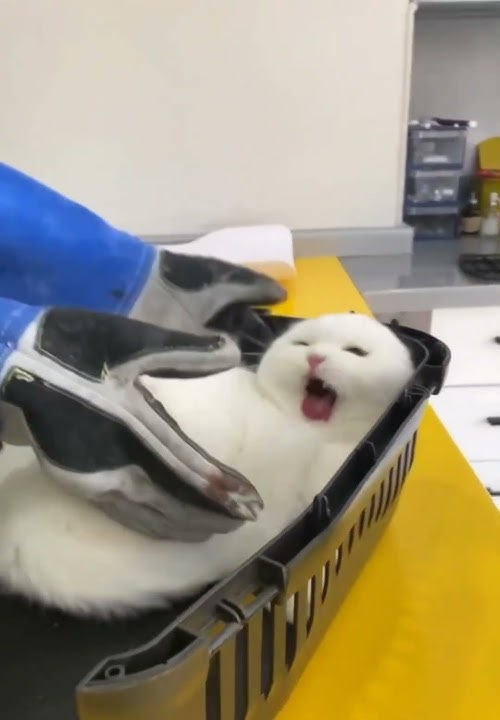 Injection Atrocities 💉💉💉... #cat #kittycomedy #funny #kitty #comedy #cutecomedy #shaababies