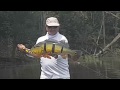 Pesca do Tucunaré na Amazônia - Amazônia Fishing