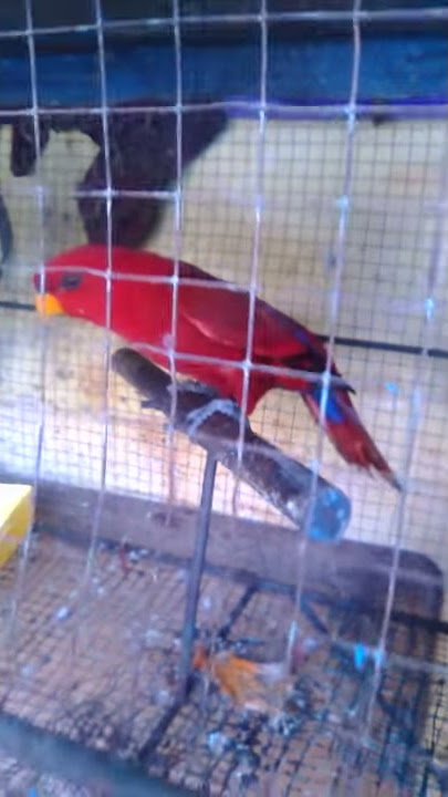 Video mesum