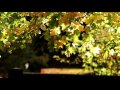 [10 Hours] Sunny Leaves - Video &amp; Audio Birdsong [1080HD] SlowTV