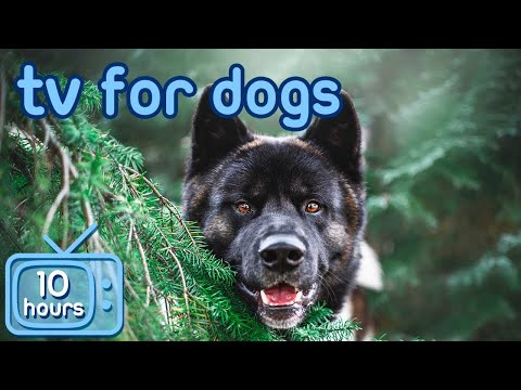 Virtual Dog TV! Videos for Dogs to Prevent Boredom [With ASMR Music]