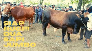 Ketar Ketir Dua Ekor Sapi Jumbo Penawaran Rugi‼️Pasar Wagenan Pati