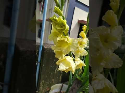 Video: Soorten En Variëteiten Van Gladiolen (57 Foto's): Beschrijving Van Witte En Rode, Roze En Gele, Bordeauxrode Bloemen. 