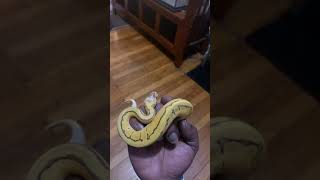 New ball python #reptileexpoChicago 2020