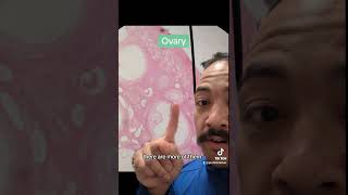 Ovary follicles and ovulation