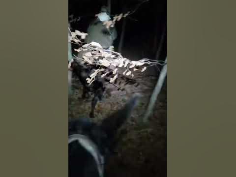 Coon hunting off jumping mules #mule #coonhunting - YouTube