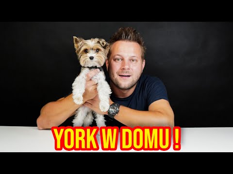 Video: Blokování střev u psů