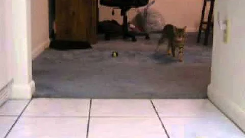 Watch the video about Savannah Manx Cat Playing Fetch