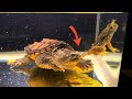 Bullfrogsnapping turtle hungry snapping turtle eats two live bullfroglive feeding