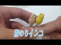 インコを指にのせてみたいと思いませんか?? 指のりインコ 全6種 ガチャポン ガシャポン ガチャ エポック社 【遊you ガチャガチャ 紹介動画】