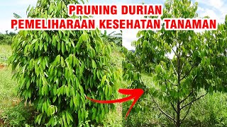 Cara Pruning Durian Kecil agar Tanaman sehat & Kuat