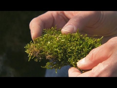 Vidéo: Ces Banquettes Couvertes De Mousse Absorbent Autant De Pollution Que 275 Arbres