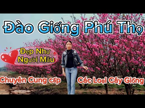 Đào Giống Phú Thọ-Đẹp Như Hơn Người Mẫu.Chuyên Cung Cấp Các Loại Cây Giống.Zalo 0358608121