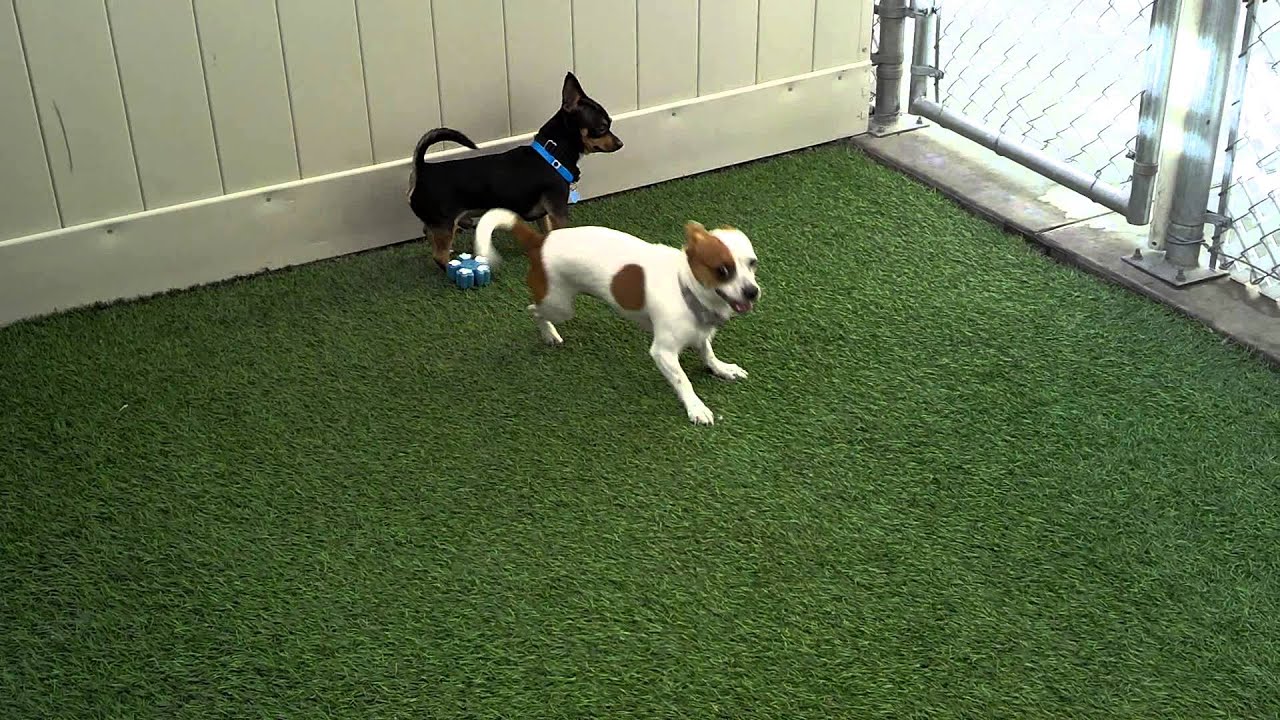 Otis & Chilie - Adopt a Shelter Pet. - YouTube