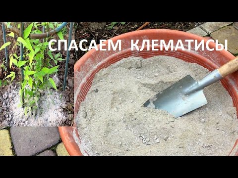 Видео: Выращивание вечнозеленых клематисов – советы по посадке вечнозеленых клематисов