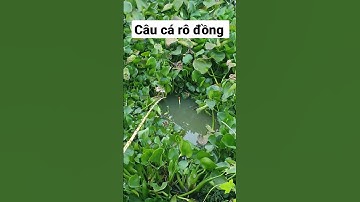 câu cá rô đồng bằng cây trúc @chacchantv8469