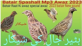 Common quail mp3 l common quail hunting l quail sound l common quail video Shikar l