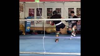 2021051404 toellgym.com