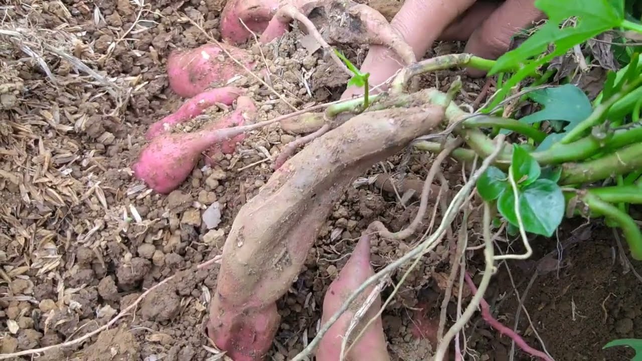 apakabar hasil persilangan setelah beberapa bulan .. pas awal aku buat Chanel ini pasti tau‼️