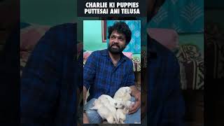 Charlie Ki Pillalu Puttesai Ani Telsa ?? Rak Shetty 777 Charlie Dog Lover Thyview
