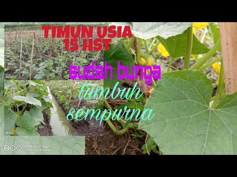 Video: Bagaimana Cara Memberi Makan Mentimun Berbunga?