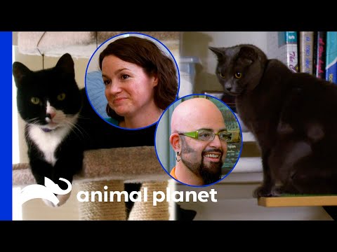 Fighting Cats Got Woman Kicked Out Of Her Apartment! | My Cat From Hell