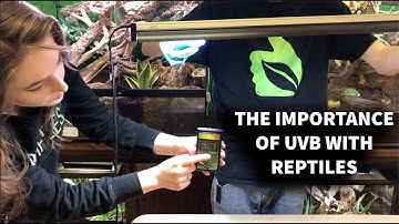 The Importance of UVB with Reptiles featuring Mariah Healey creator of ReptiFiles.com