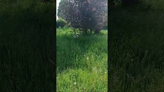 👉 “TARGET SPOTTED 👀🐰”👉 “GO GO 💨💀 # Jack Russell+ Field vs Rabbit 🐇