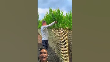 Hàng Rào Cây Cảnh Thẩm Mỹ Cao #gardening