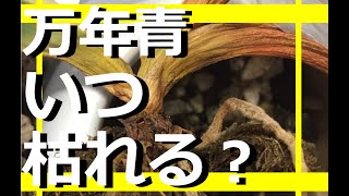 万年青はいつ枯れる？【初心者Q＆A】答えは、水が切れた時、根芋が腐った時、病気、薬害です。【万年青の豊明園】【Rohdea japonica OMOTO】入門者向けシリーズ　水切れ　根腐れ