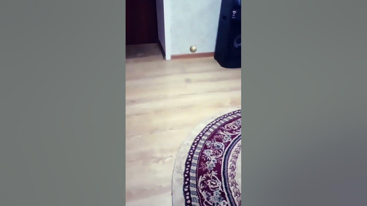 террорист вин - YouTube