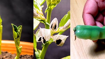 🌱 72 Days in 4 Minutes | 🫛 Broad Beans Timelapse | 24/1993