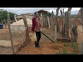 Aguando as plantas/ Já temos manga 🥭 por aqui.