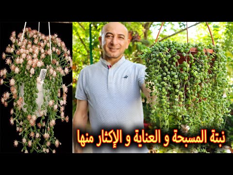 فيديو: زهرة الصقلاب: كيفية زراعة نباتات الطحالب