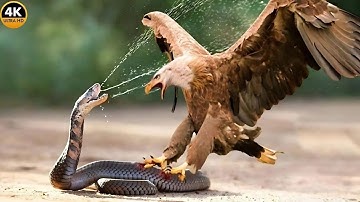 Savannah Showdown | When the Buffalo Faces a Massive Python