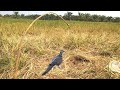 Measured Traditional Bird Traps | Perangkap Tradisional Burung Terkukur