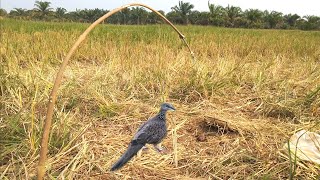 Measured Traditional Bird Traps Perangkap Tradisional Burung Terkukur