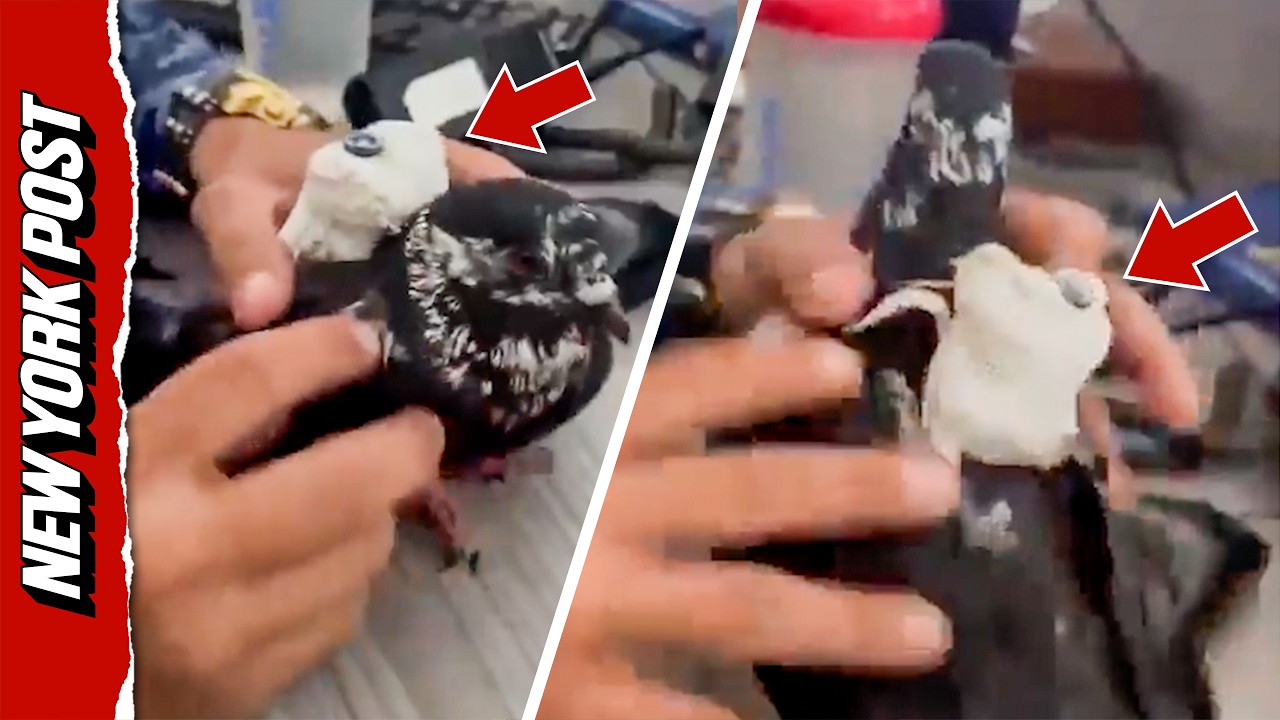 Birds of a Feather: Guards Nab Pigeon Smuggling Contraband into Colombian Prison