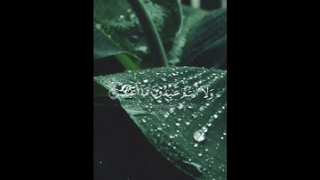 سورة الكافرون /القارئ ماهر المعيقلي