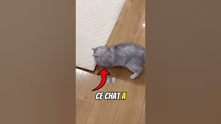 Ce Chat Aide Son Maître À Devenir RICHE