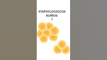 The Extraordinary Adventures of Staph Aureus #staphylococcusaureus