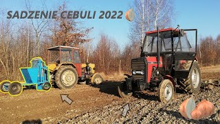 Sadzenie CEBULI 2022