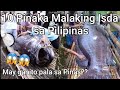 10 BIGGEST NATIVE FISH IN THE PHILIPPINES | Pinaka Malaking Isda Nahuli sa Pilipinas