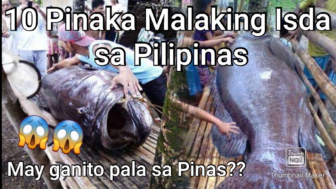 Ano Ang Pinakamalaking Isda Sa Pilipinas