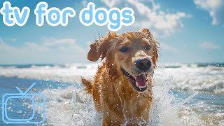 Virtual Dog TV! Boredom Prevention Videos for Dogs [With ASMR Music] by Relax My Dog - Relaxing Music for Dogs 2,045 views 1 month ago 10 hours