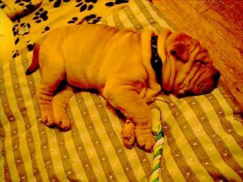 shar pei puppy - Lily sleeping -snoring loudly