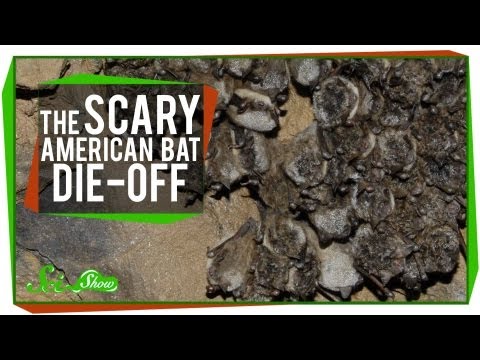 The Scary American Bat Die-Off thumbnail