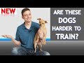 What's Different About Training Small Dogs? What's Different About Training Small Dogs?