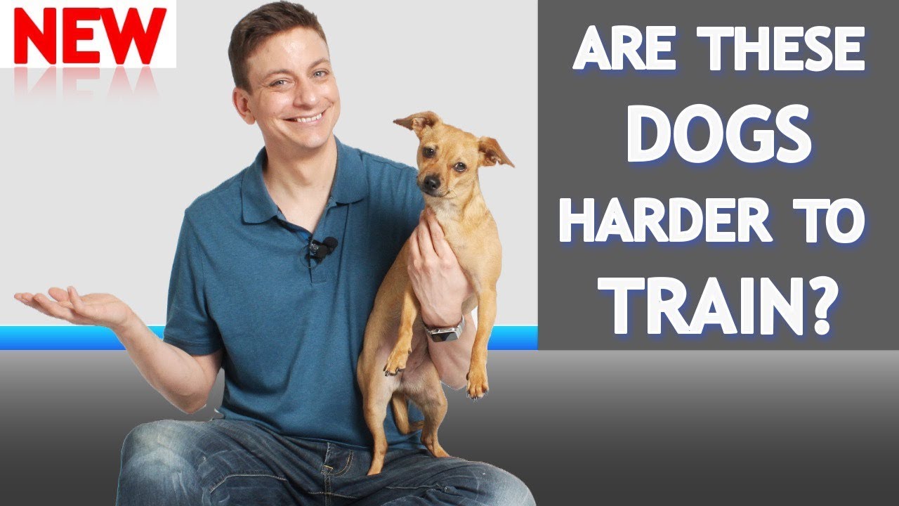 do small dogs need training