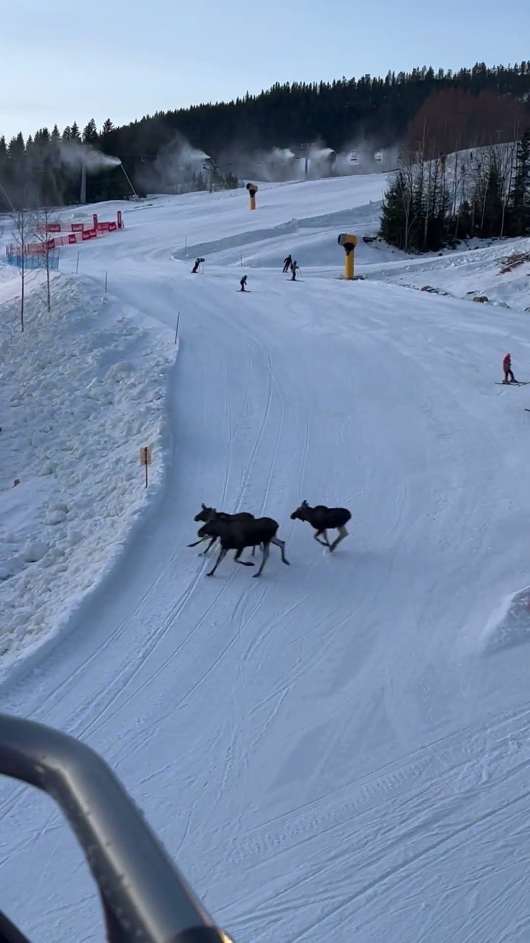 Mama Moose and Calves Cross Ski Slope || ViralHog